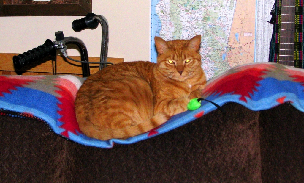 Testimonials Lyndon Veterinary Clinic Fayetteville, NY